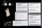 Foto (Objekt + Etikett) von Goniodromites sp.  (NHMW-GEO-2014-0194-0158b)